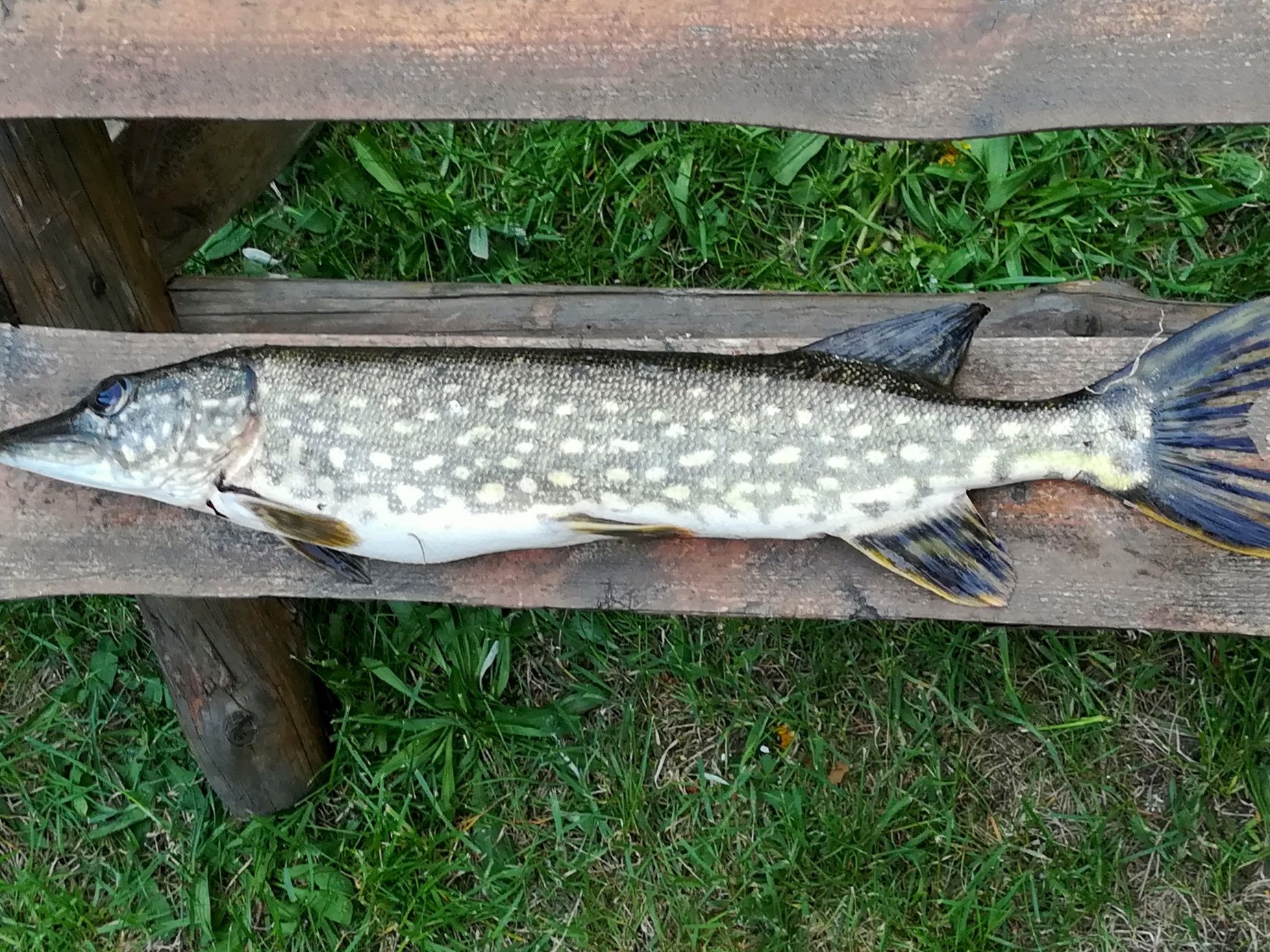 Wynajmę domek letniskowy na mazurach Kierwik