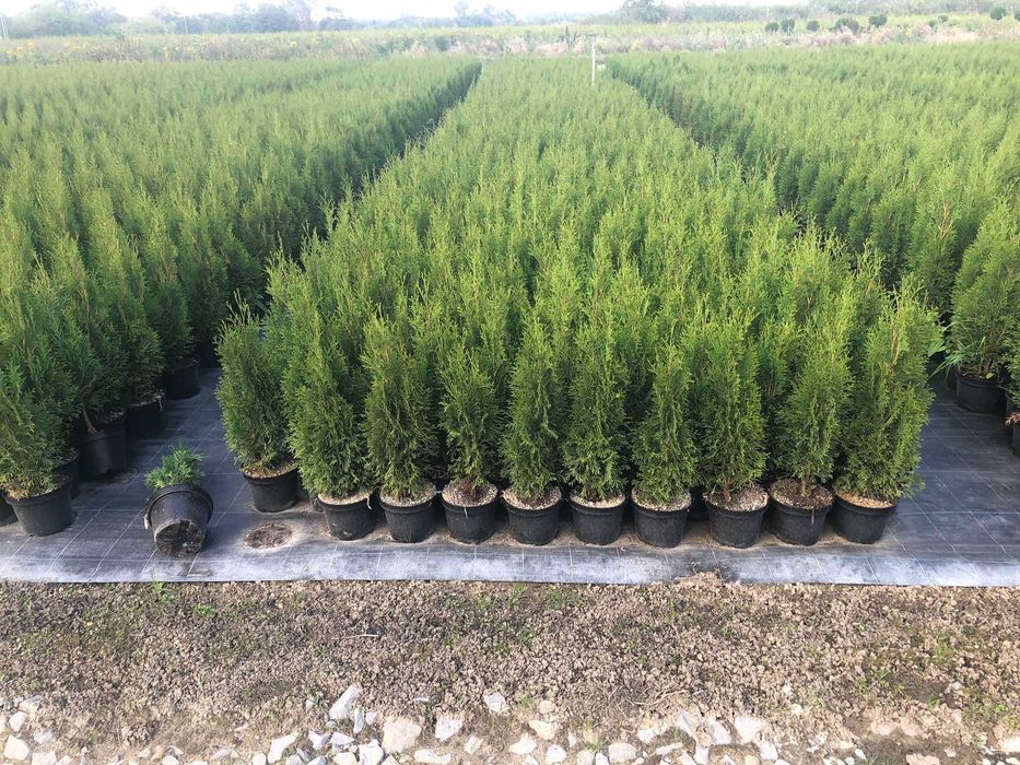 tuja szmaragd piękna gęsta sadzonka premium doniczka 3l 70-100cm