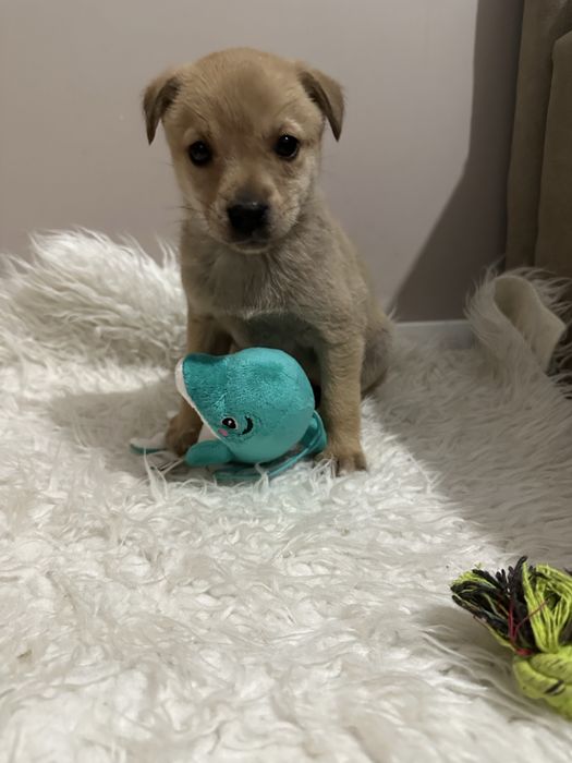 Безкоштовно маленьке щеня, дівчинка