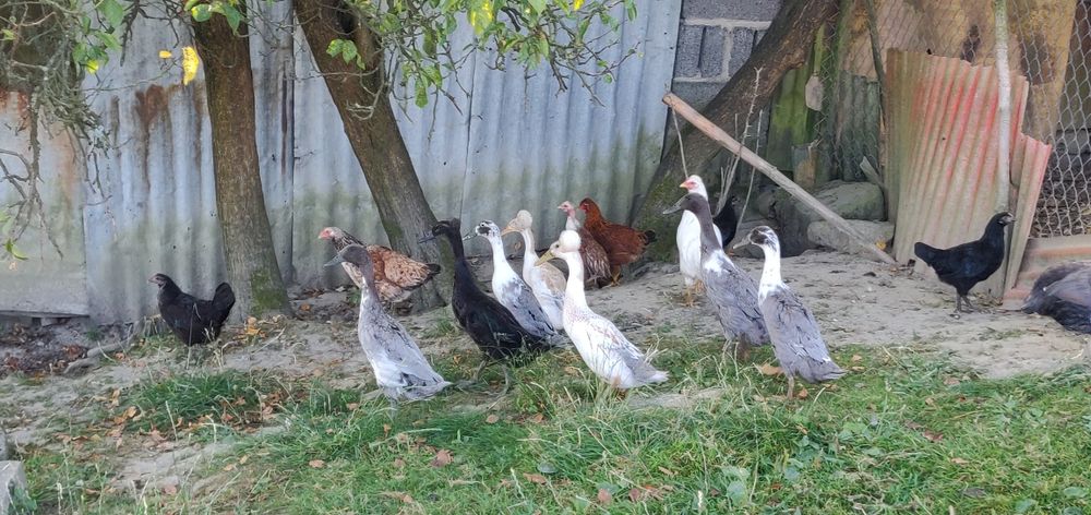 Kaczki biegusy indyjskie