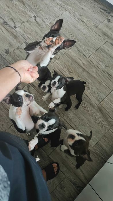 Śliczny, energiczny szczeniak Boston Terrier, gotowy do zmiany domu!
