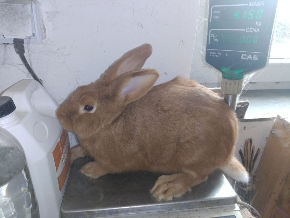 Króliki Burgundzkie