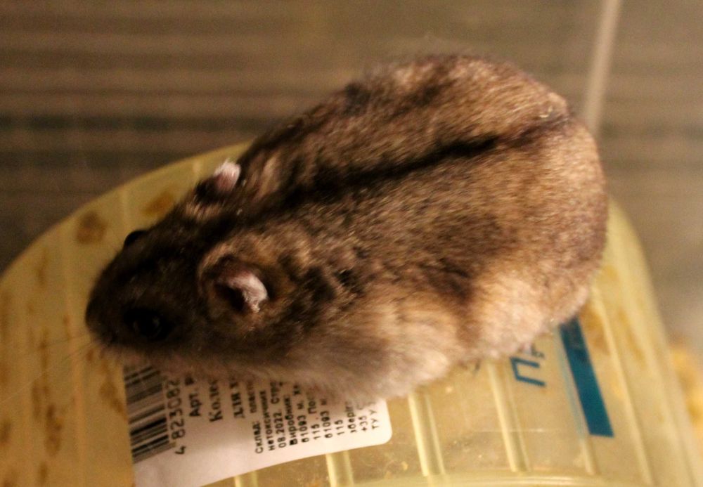 Хом'як  Джунгарський,  ручний.