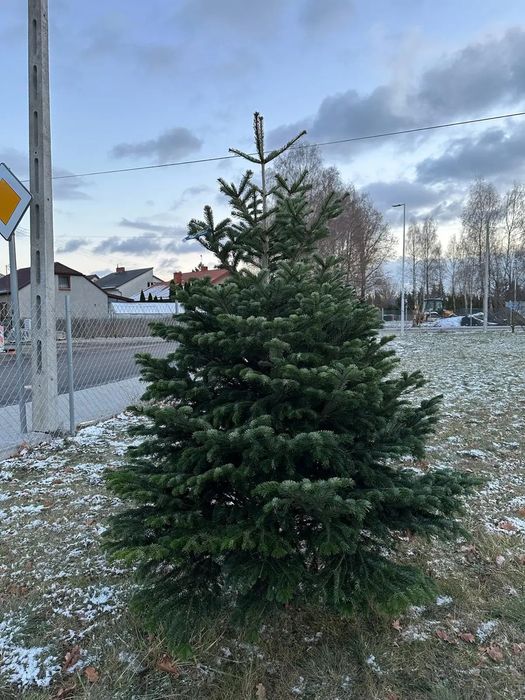 Sprzedaż Jodła kaukaska Premium