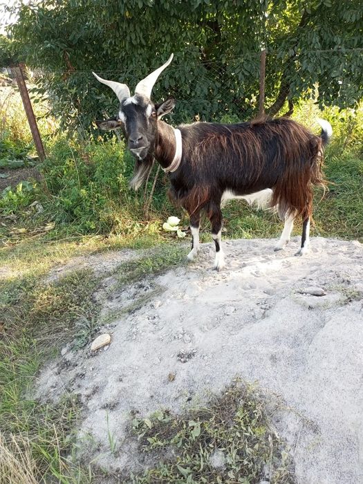 Продам дійну козу недорого