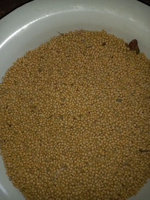 Продам сою рання
