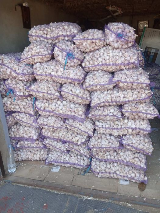 Продам оптом часник оптом.