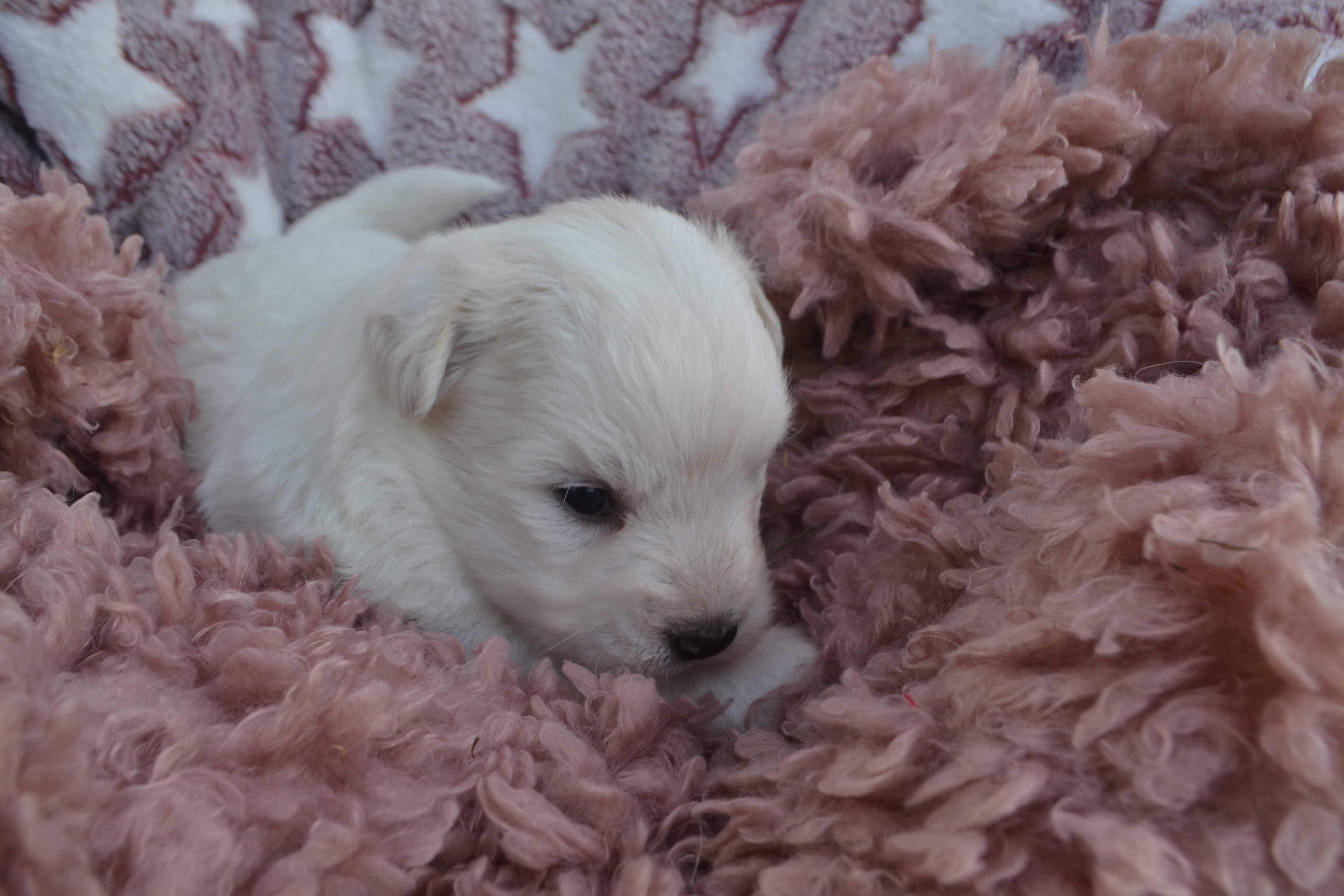 Coton de tulear Przepiękny piesek . Prawdziwy rodowód ZKwP (FCI)