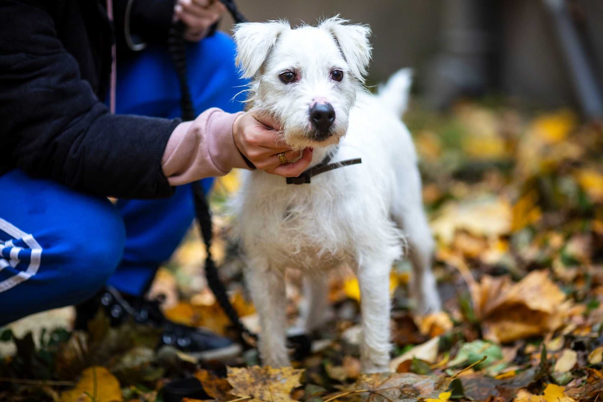 Marley szuka kochającego domu