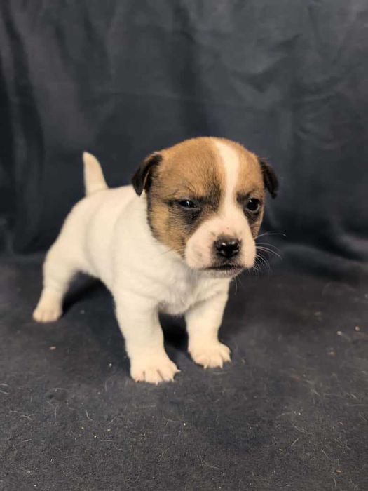 Jack Russell Terrier