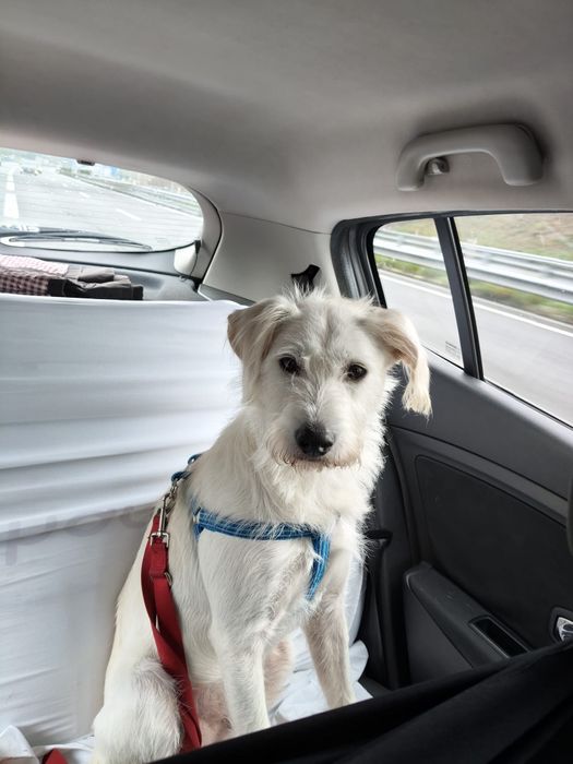 Cão meigo para adoção