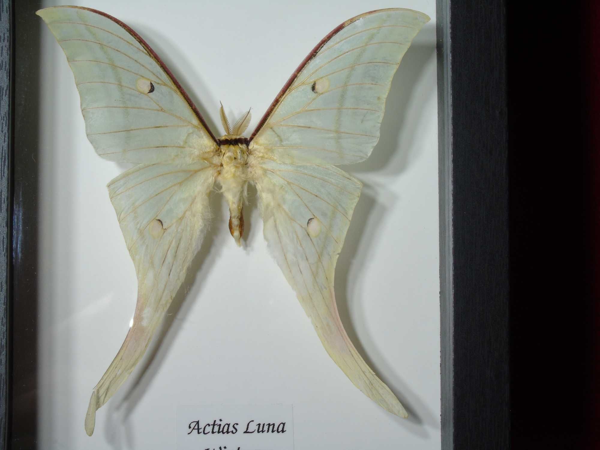 Motyl w ramce / gablotce 17 x 22 cm . Actias luna 125 mm .
