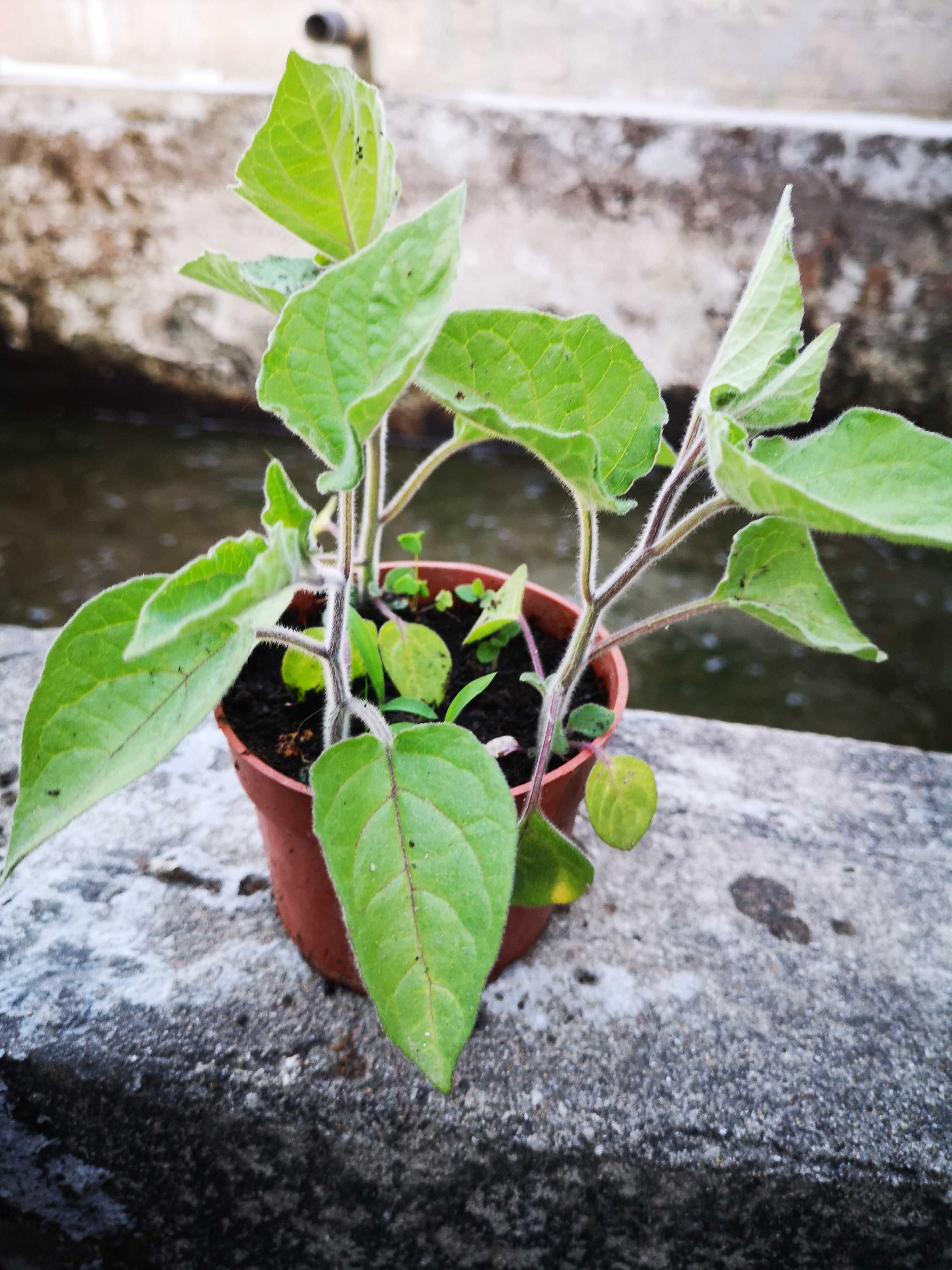 Plantas de phisalys