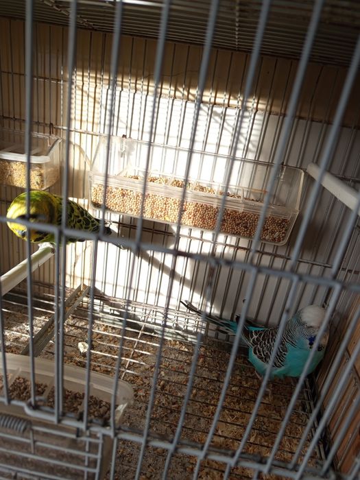 Casal reprodutor periquitos ingleses