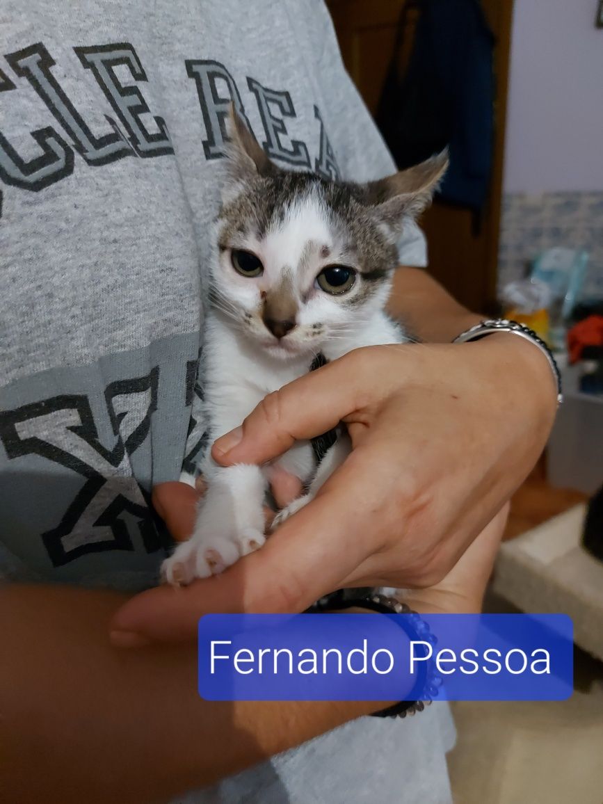 Gatinhos bebés para adoção