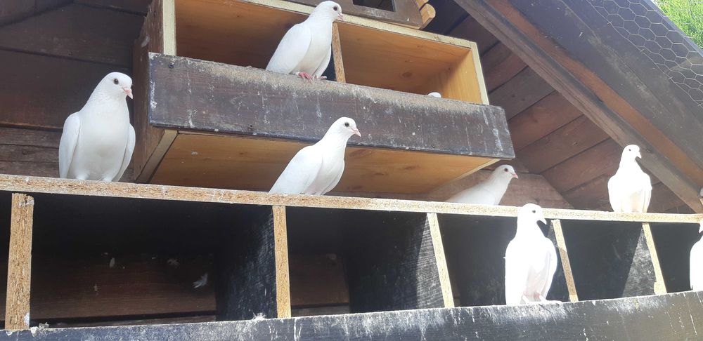 Gołębie Turkoty białe