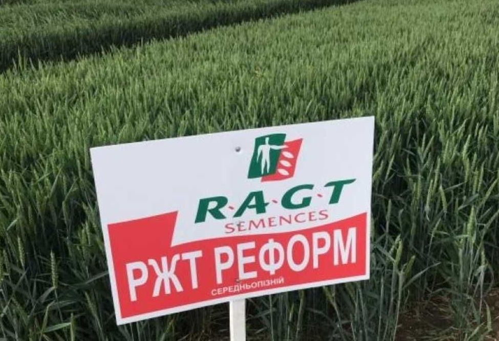 РЖТ Реформ 2 репродукція