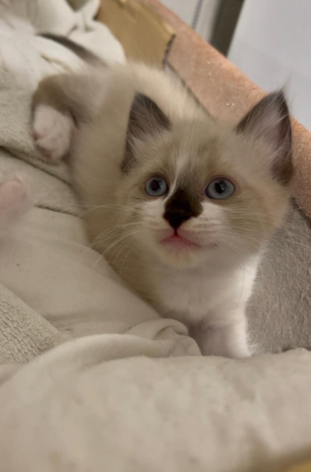 Gatinha para adoção responsável