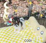 Spaniel Kontynentalny Miniaturowy Papillon  ZKwP- piesek CODI