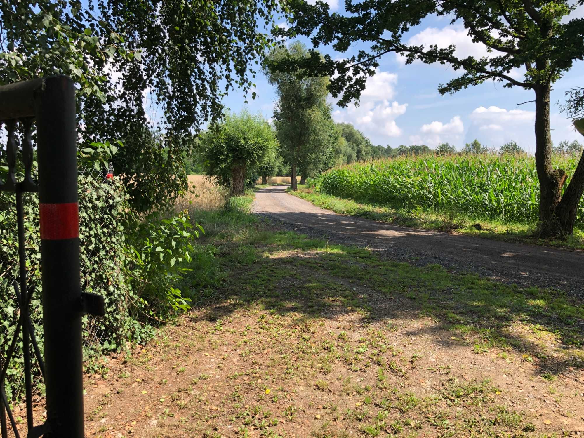 Działka leśna 3999 m2 z domkiem drewnianym z dużym potencjałem
