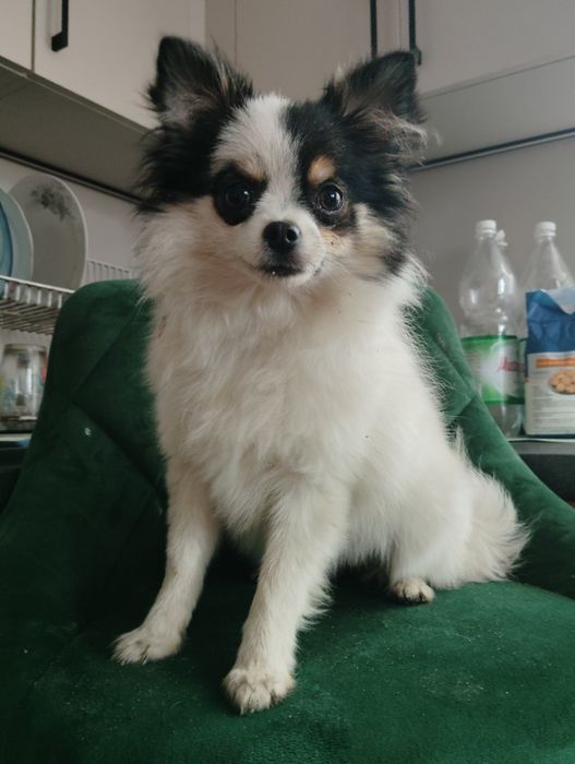 Śliczna suczka pomeriana