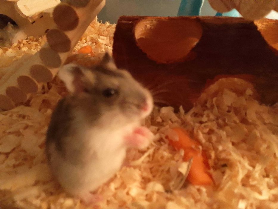 Chomiki dżungarskie różne odcienie