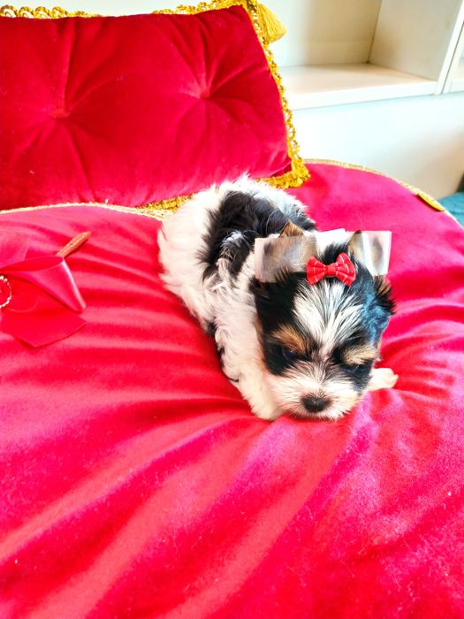 Przepiękny ,maleńki Cezar z metryką ZkwP Biewer Yorkshire terrier.