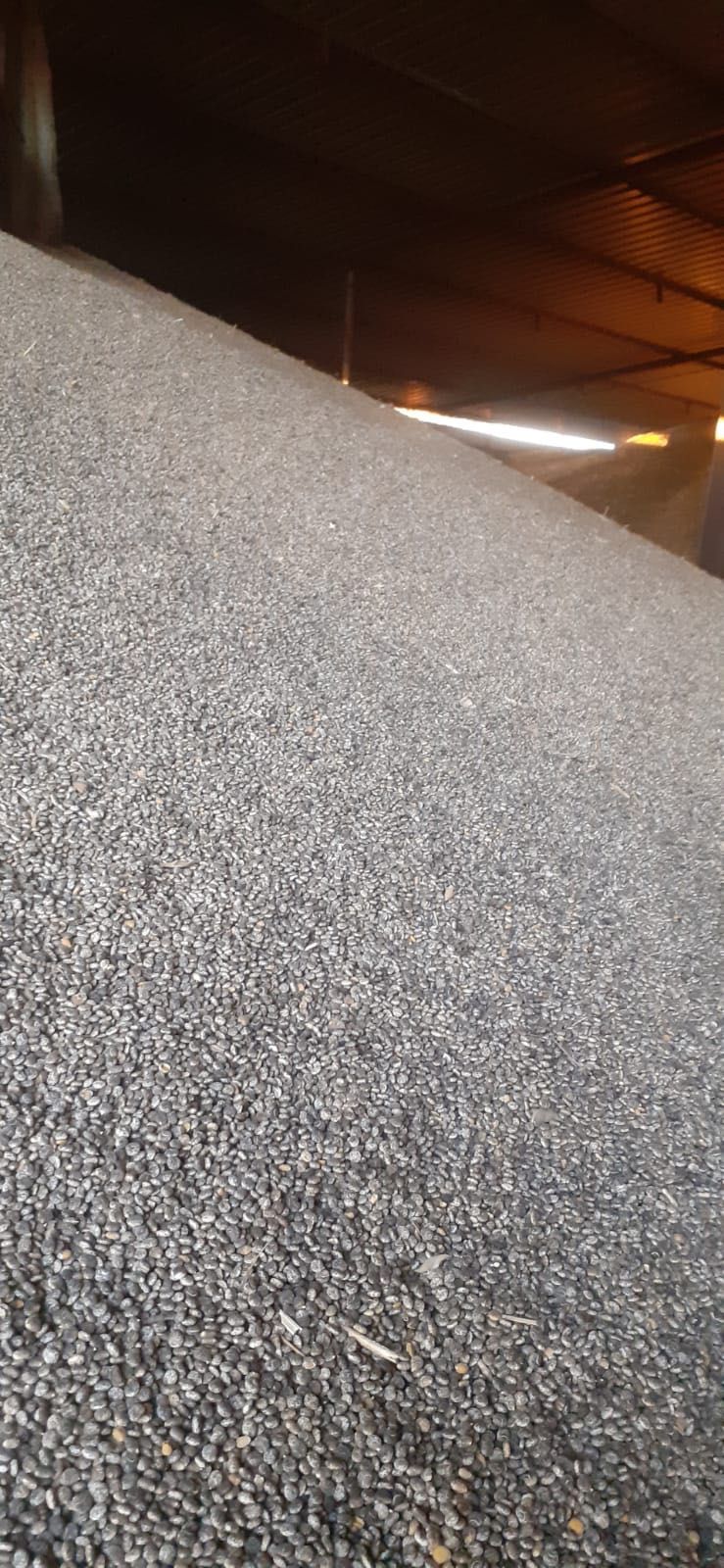 Tremocilha de 2025 limpa e bem criada