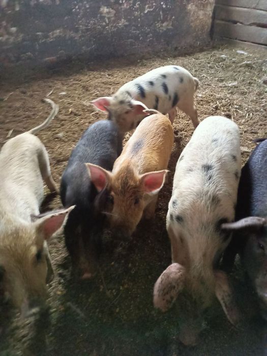 Поросята  Мангал