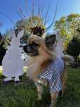 Oddam w dobre rece chihuahua dlugowlosa!!!