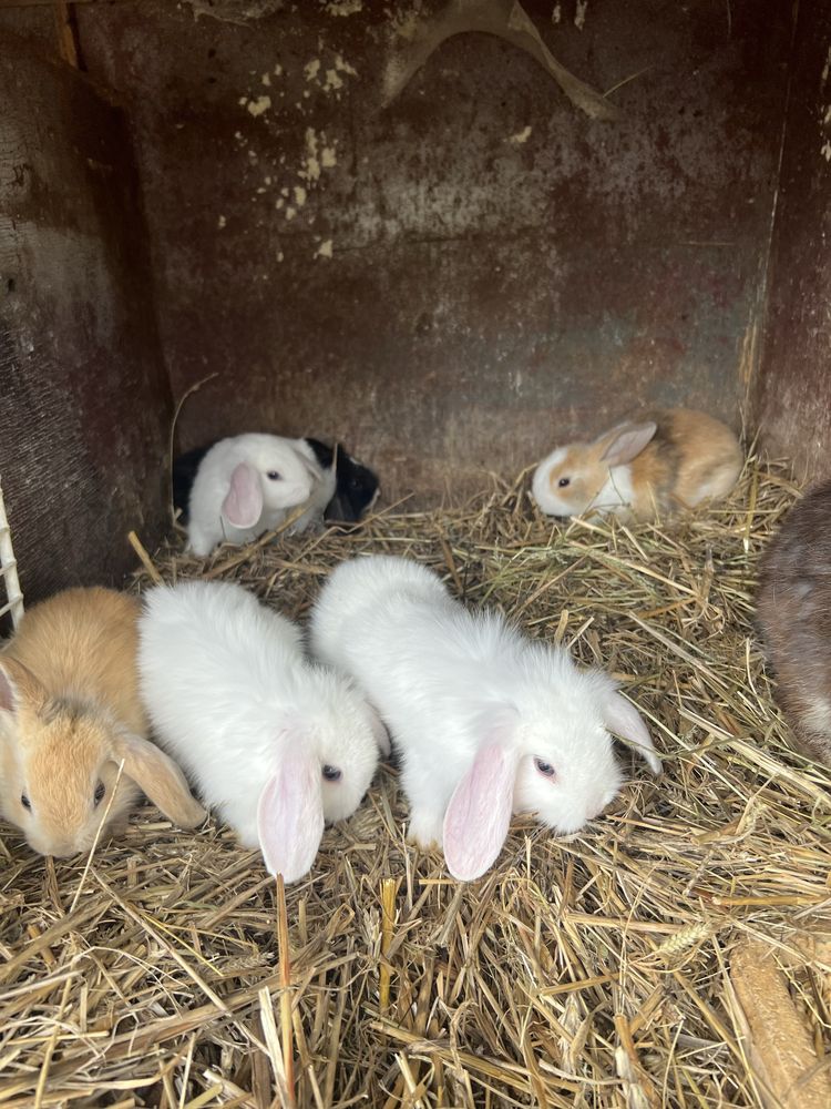 Króliki miniatorki baranki mini lop i zwykłe baranki i kaczke kanadyjk