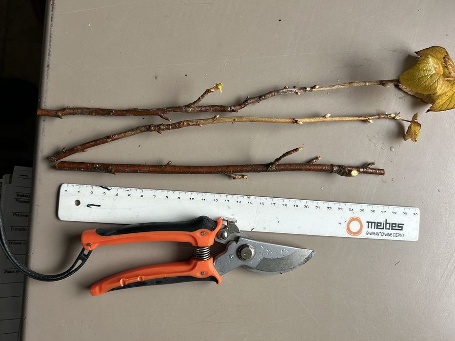 Sztobry porzeczki czarnej eko