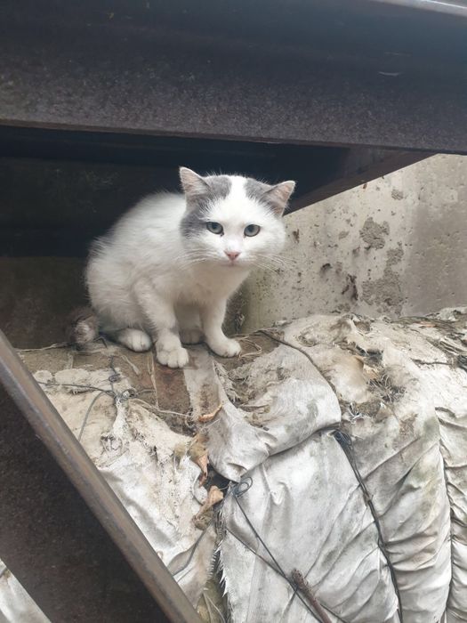 Котику терміново потрібен дім!