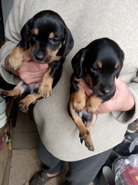 Щенки таксы мини