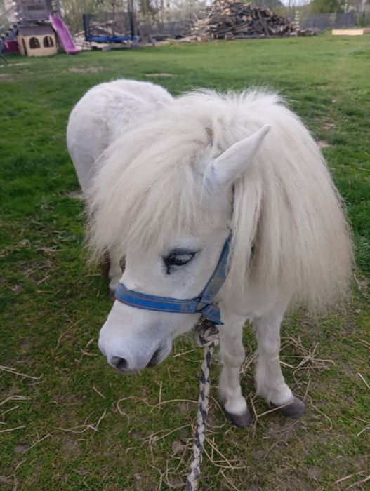 Kucyk klacz zajeżdżona