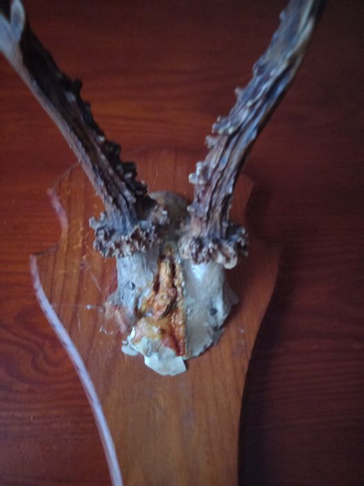 Poroże małe z czaszką