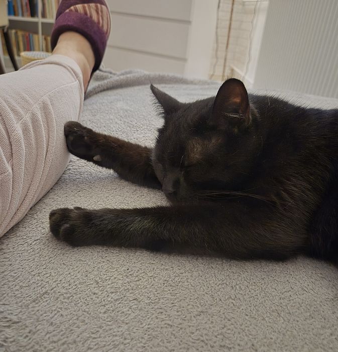 Lucek 2,5 roku- kot wychodzący-transport!