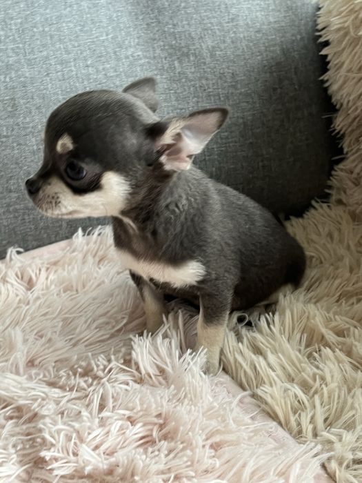Malenki piesek chihuahua do odbioru
