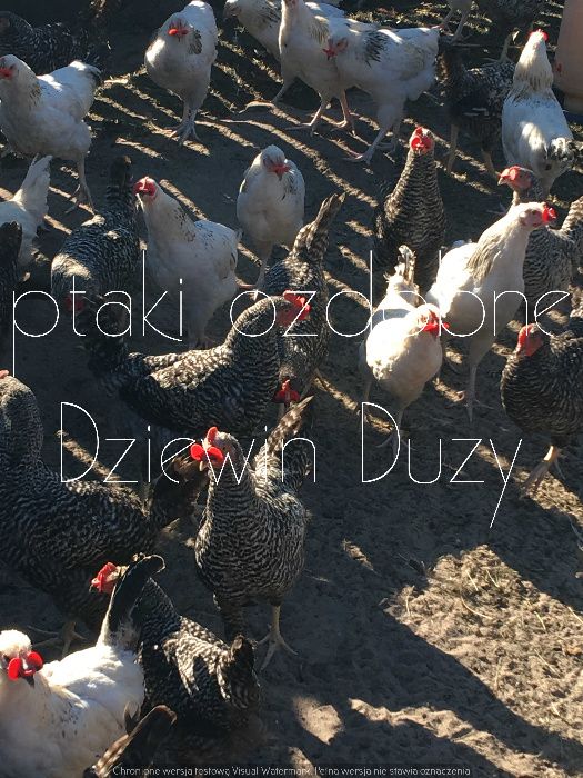 Kapłony kapłon kastrowane koguty kastracja