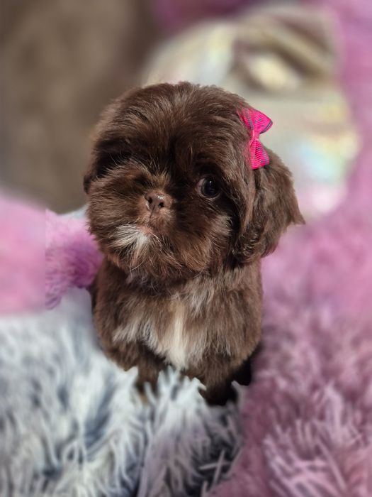 Przepiękna czekoladowa sunia Shih-Tzu gotowa do odbioru