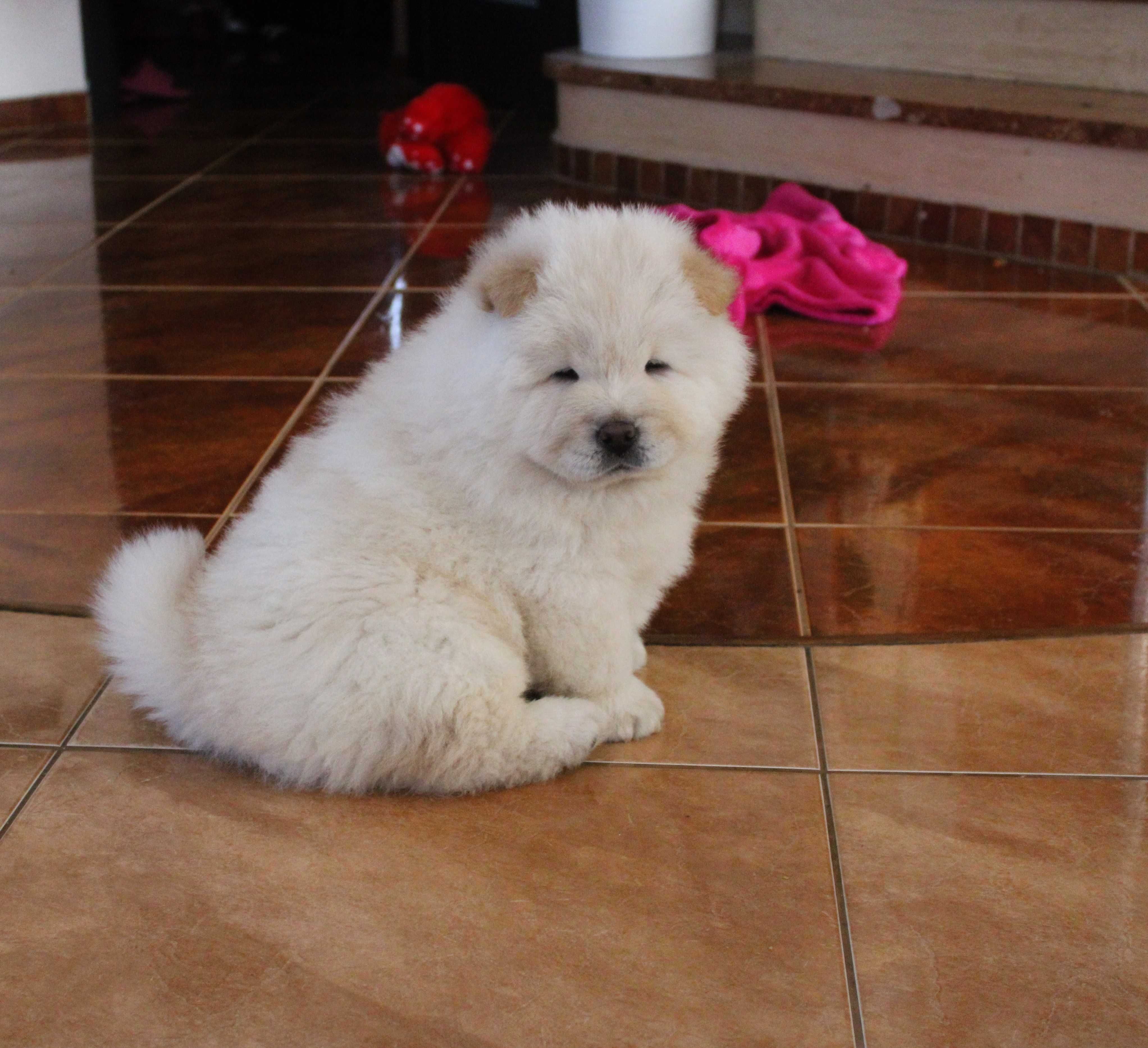 Piesek chow chow