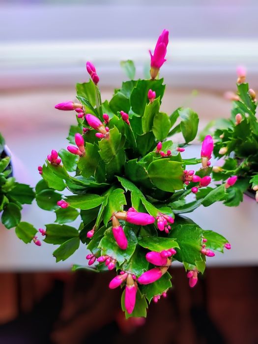 Schlumbergera, grudnik, dziękczynnik duże okazy