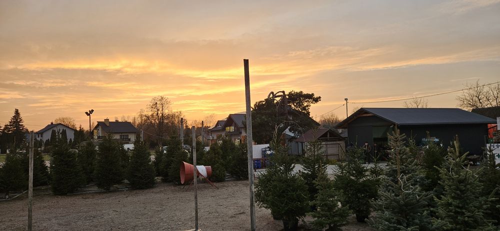 Choinki pachnące jak las - Brzóza