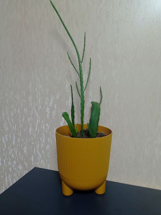 Кактус високий, декоративний, кімнатна рослина