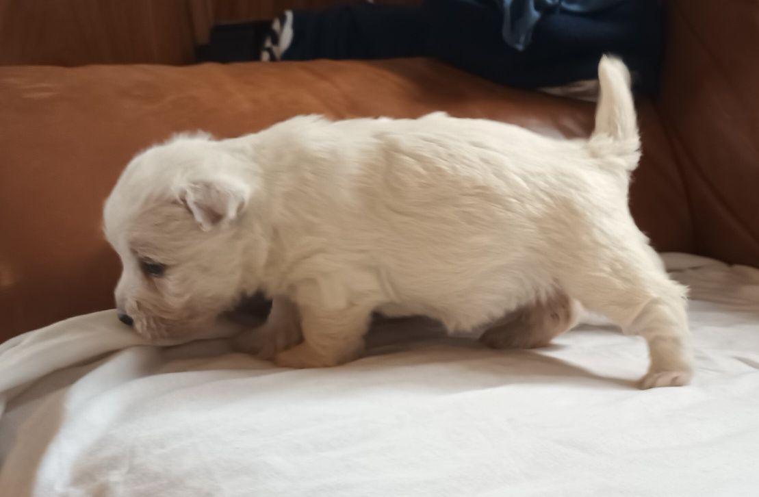 West highland white terrier piękny piesek