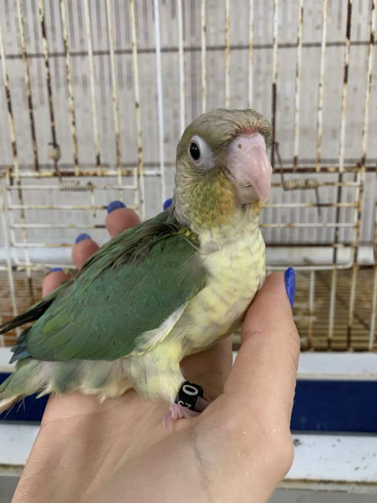 Aves domesticadas
