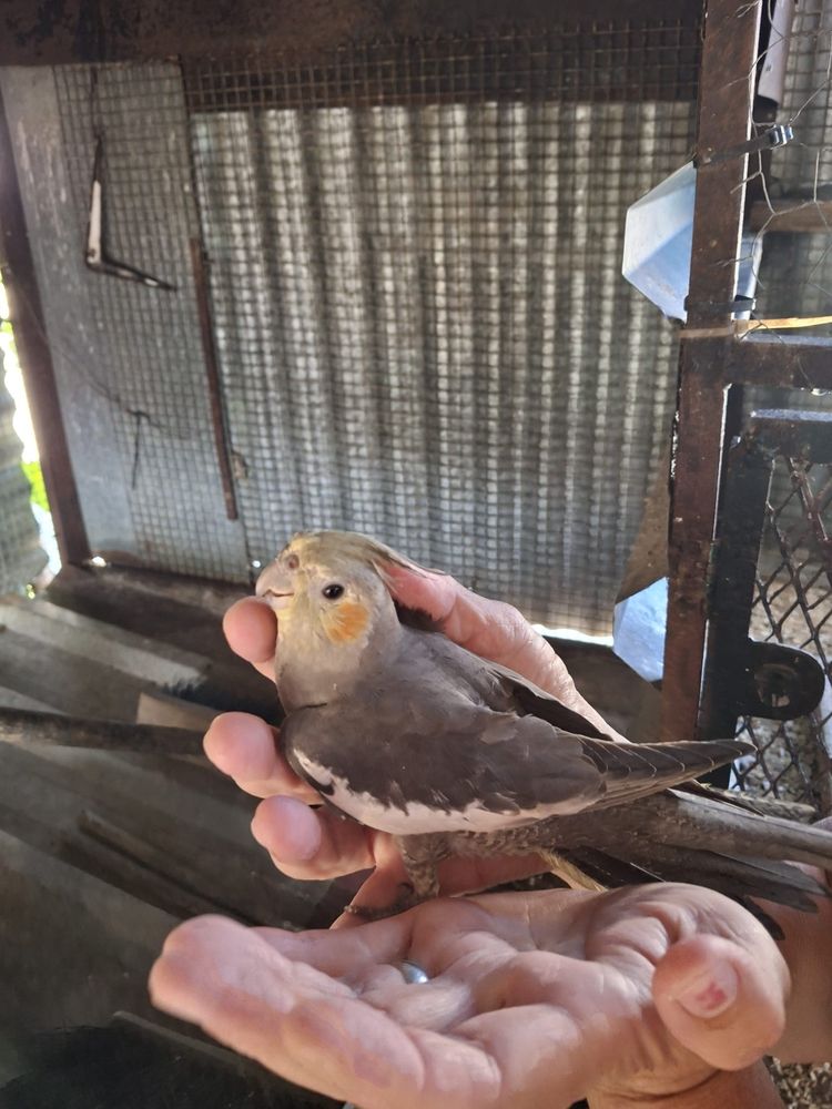 caturras criadas a mão e pyrrura pieneple macho