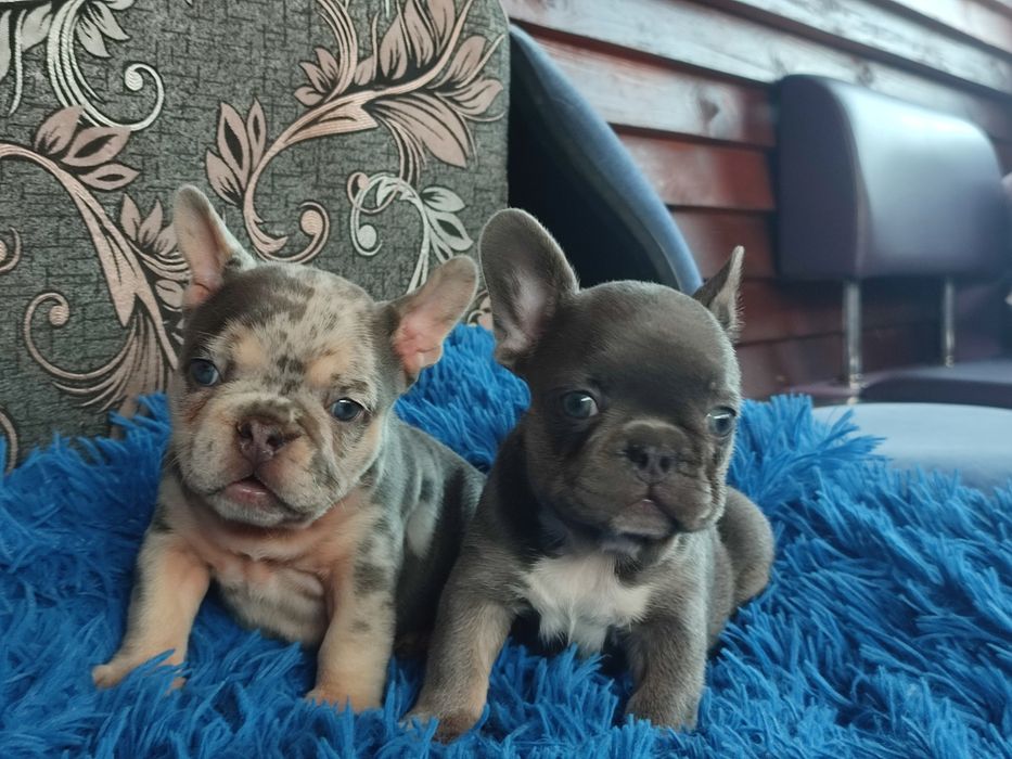 Голубой мерле мальчик почти два месяца