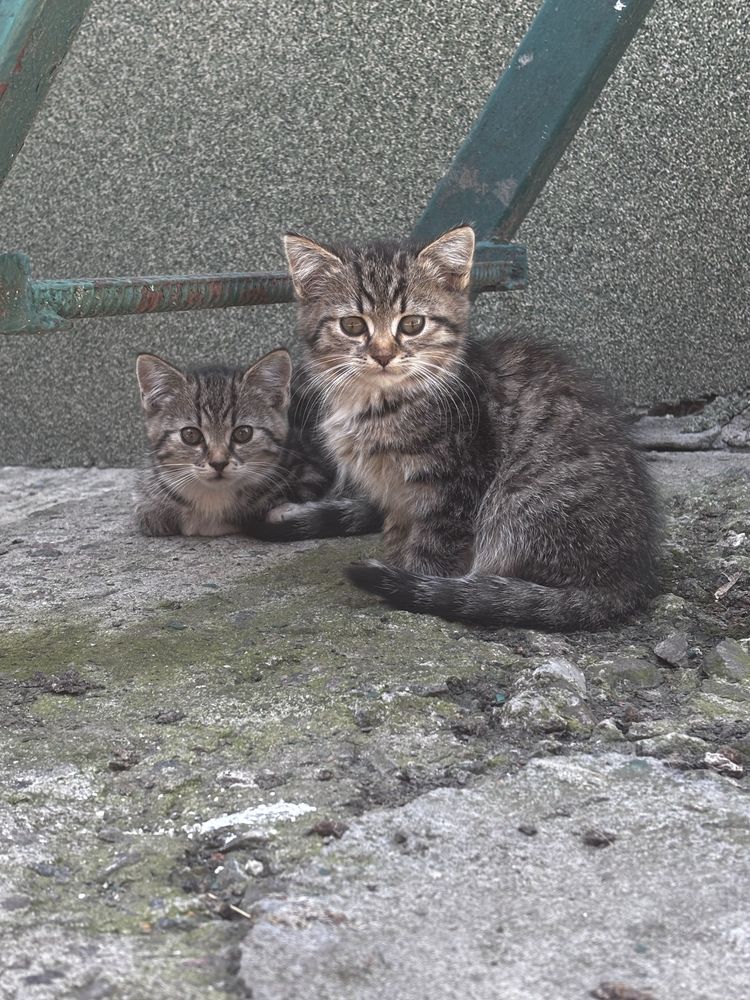 Кошенята в добрі руки!!!