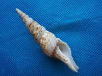 Muszle morskie- Turris crispa variegata